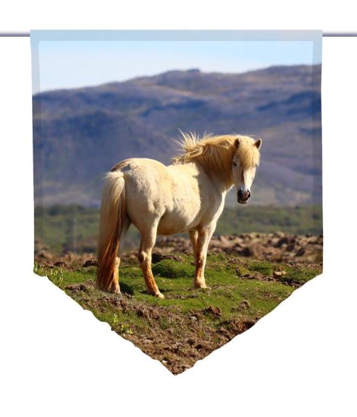 Islandpferd, Scheibenhänger spitz